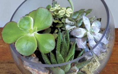 Create a terrarium to bring a little green into your RV