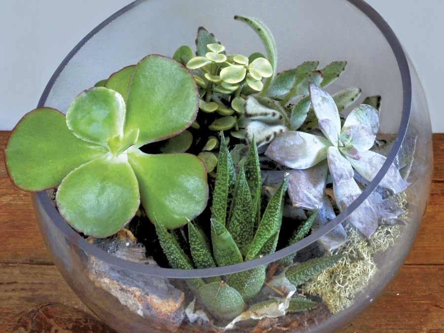 Create a terrarium to bring a little green into your RV